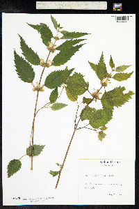Lamium galeobdolon image