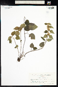 Lamium galeobdolon image