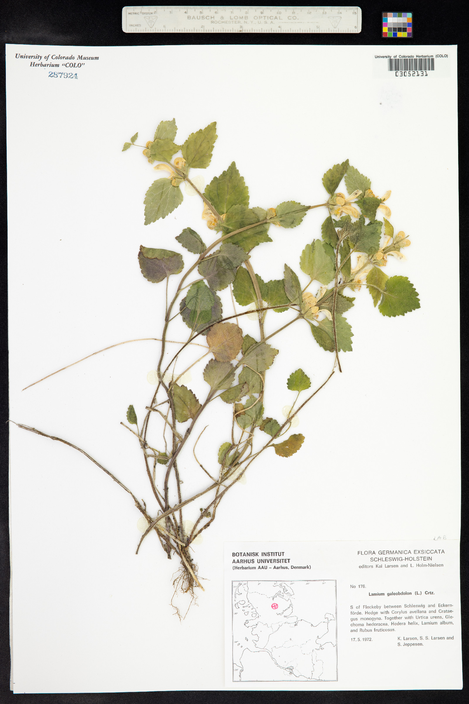 Lamium galeobdolon image