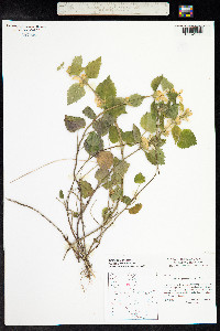 Lamium galeobdolon image