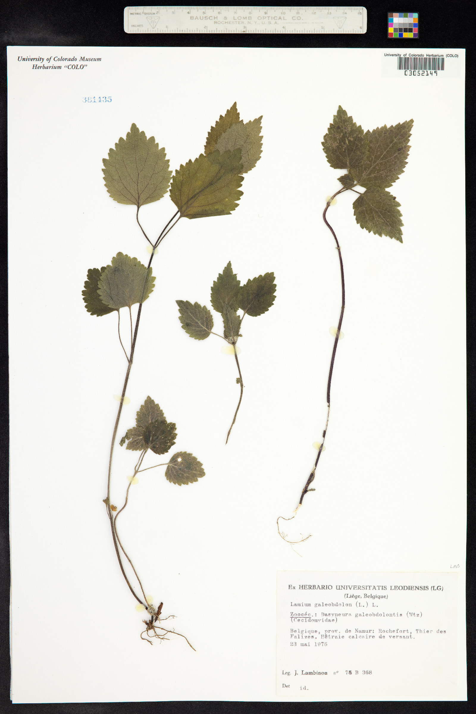Lamium galeobdolon image