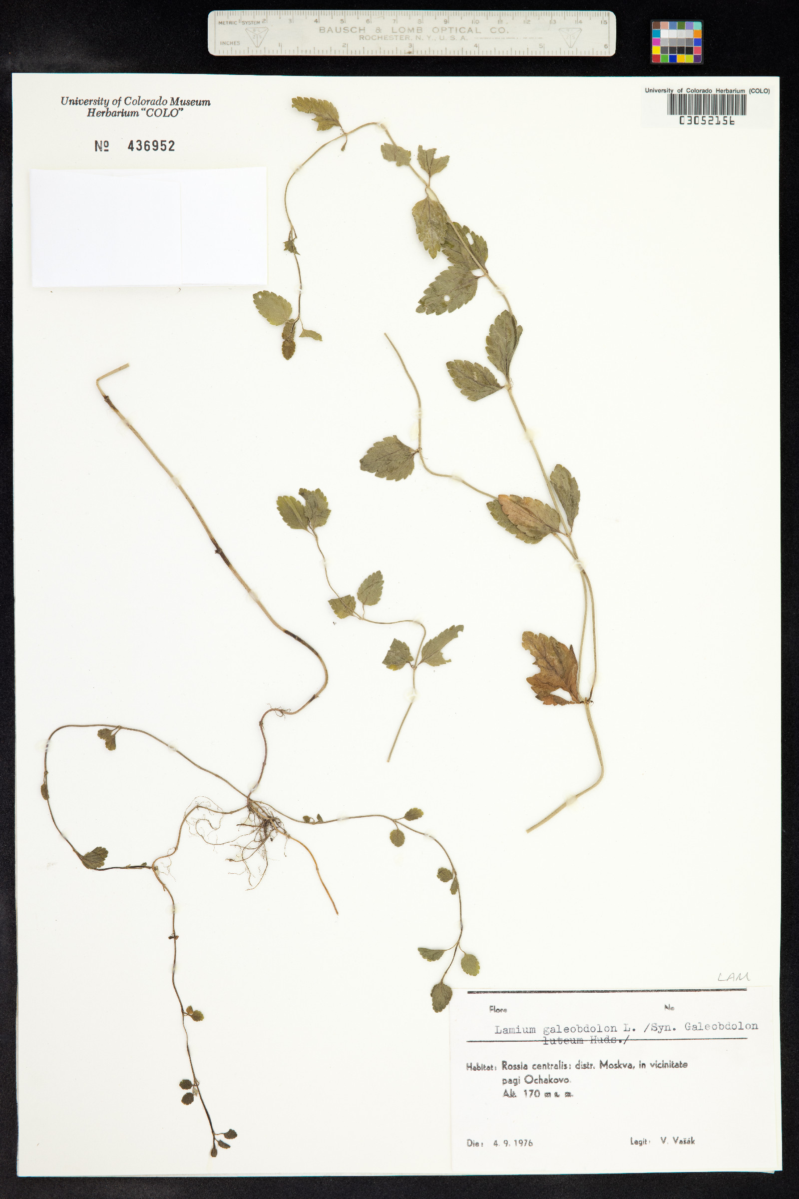 Lamium image