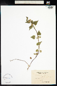 Lamium maculatum image