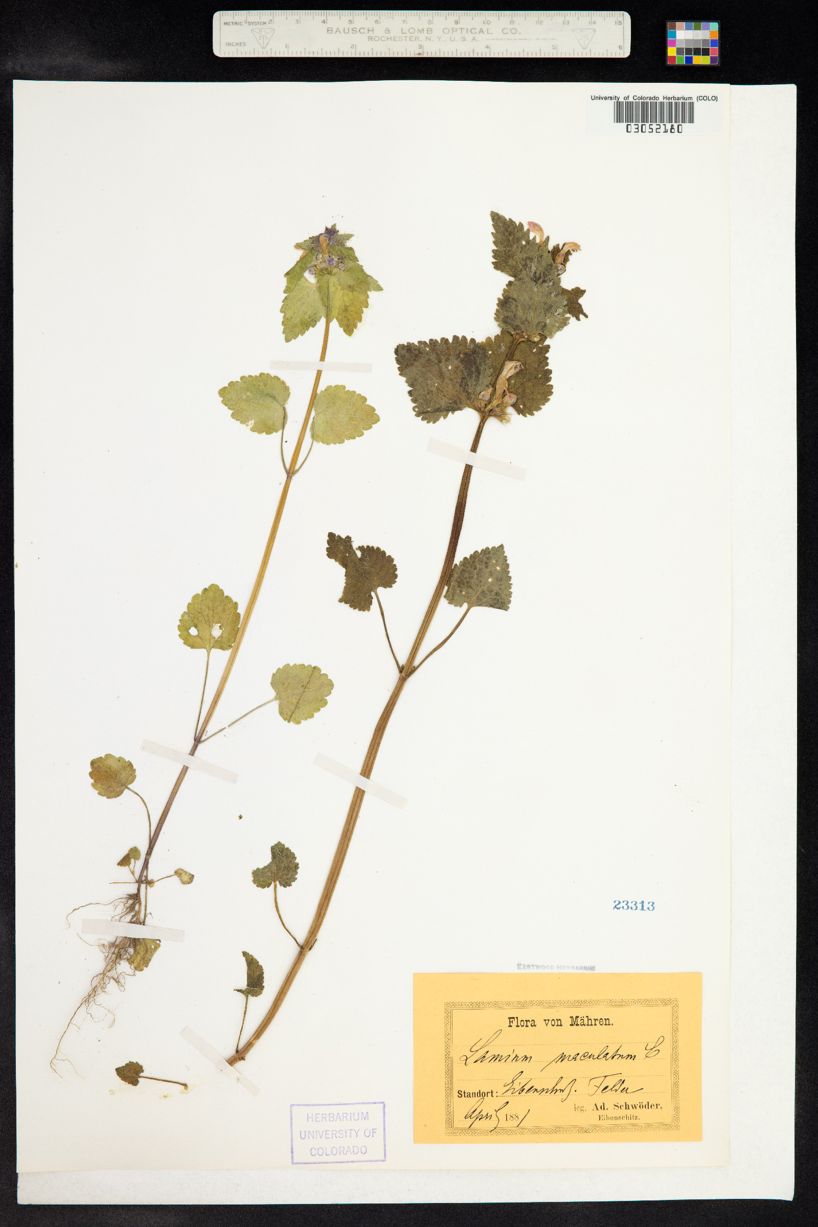Lamium image