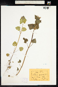 Lamium maculatum image