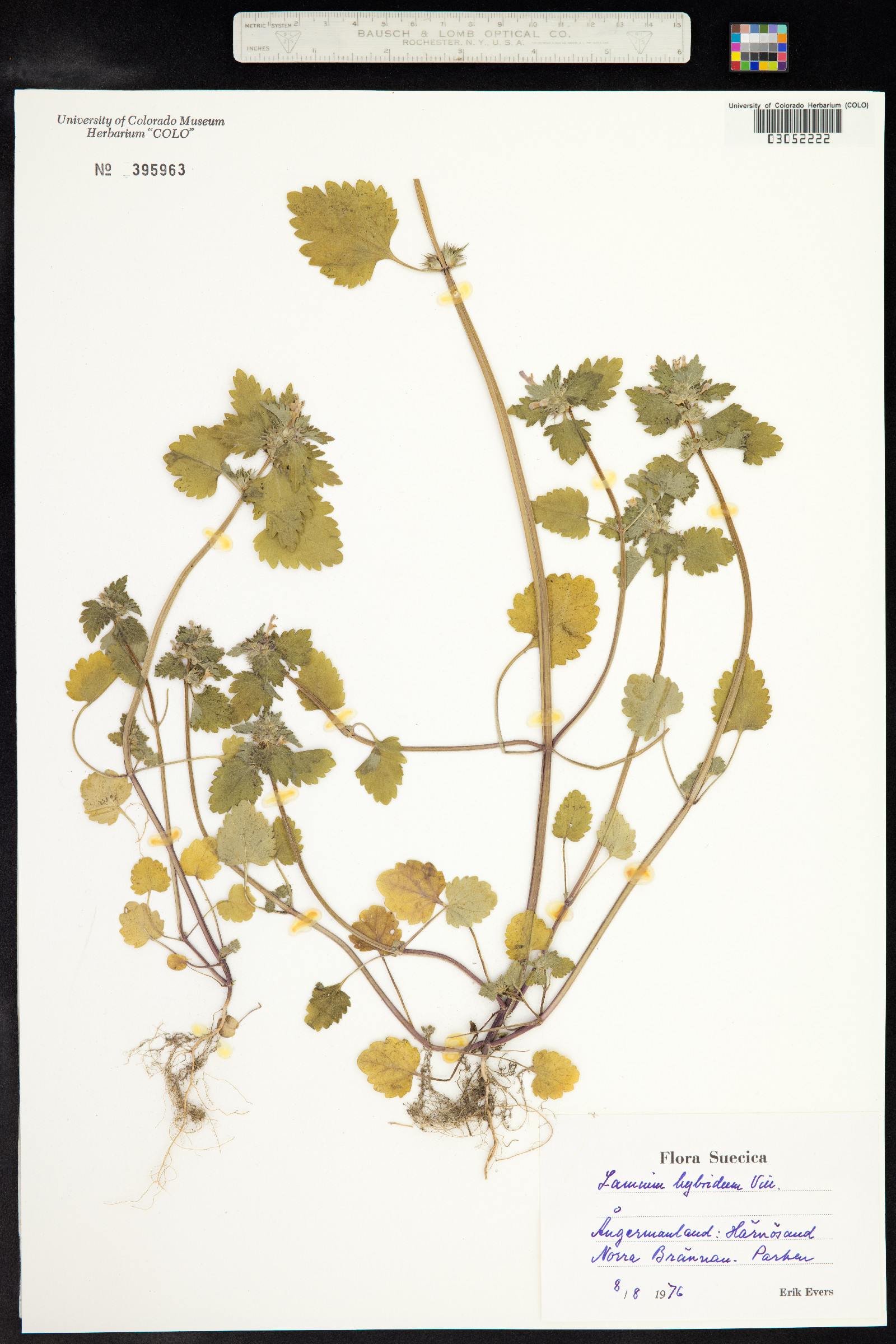 Lamium purpureum var. incisum image