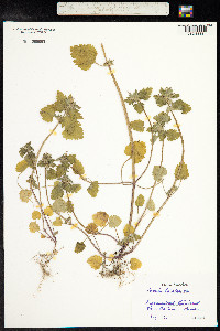 Lamium purpureum image
