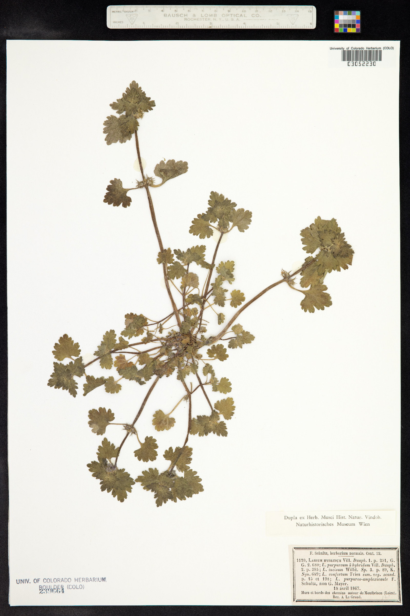 Lamium purpureum image