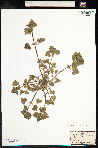 Lamium purpureum image