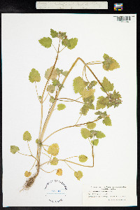 Lamium purpureum image