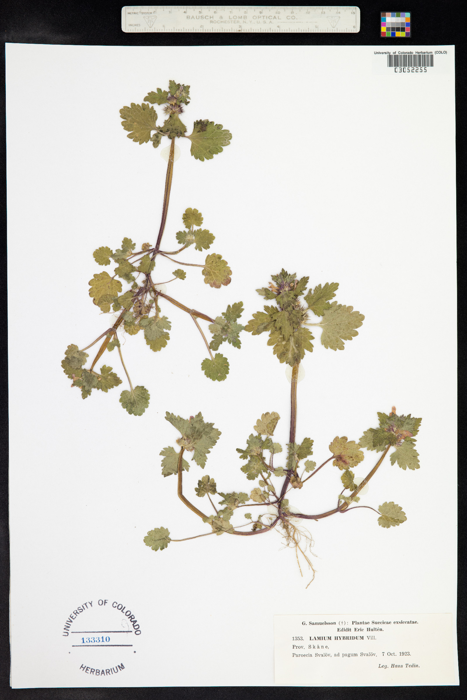 Lamium purpureum var. incisum image