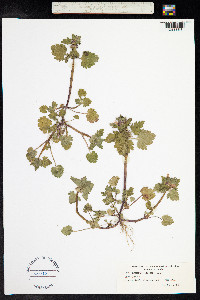 Lamium purpureum image