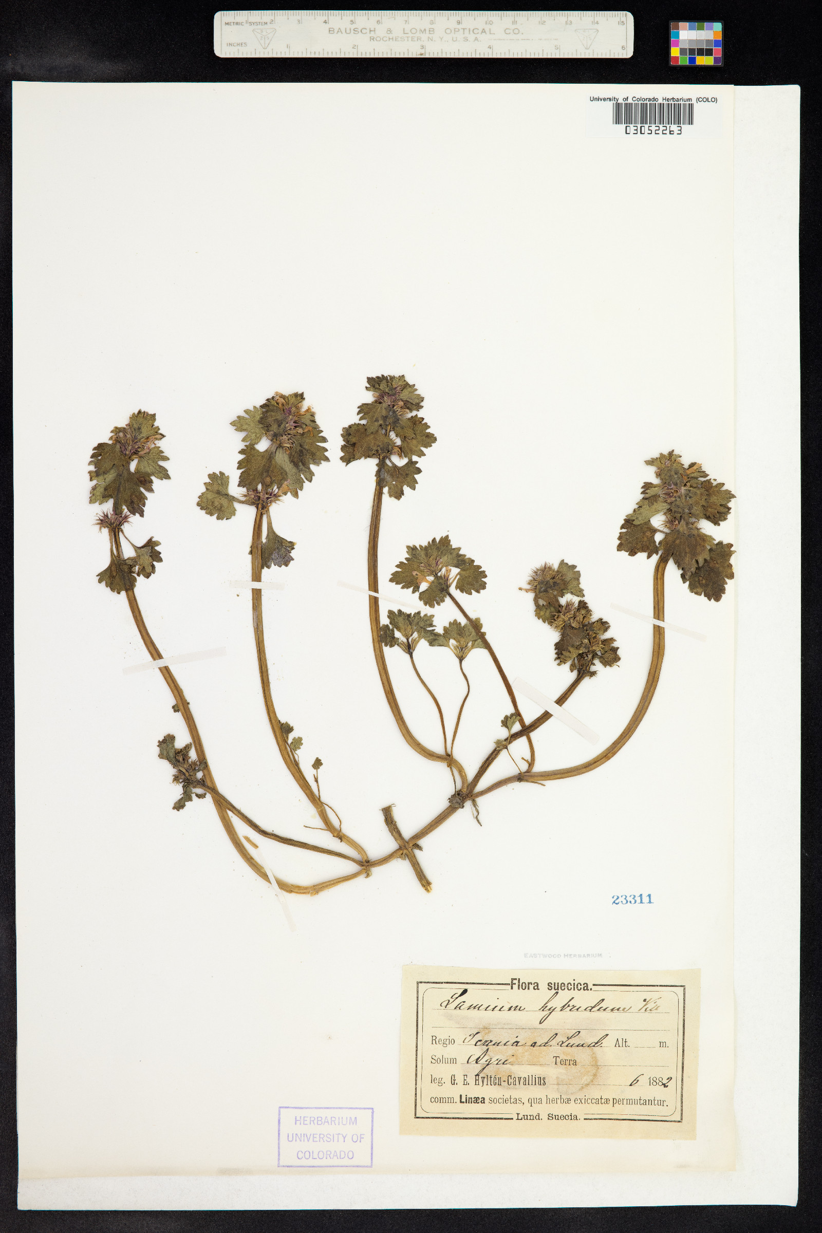 Lamium purpureum image