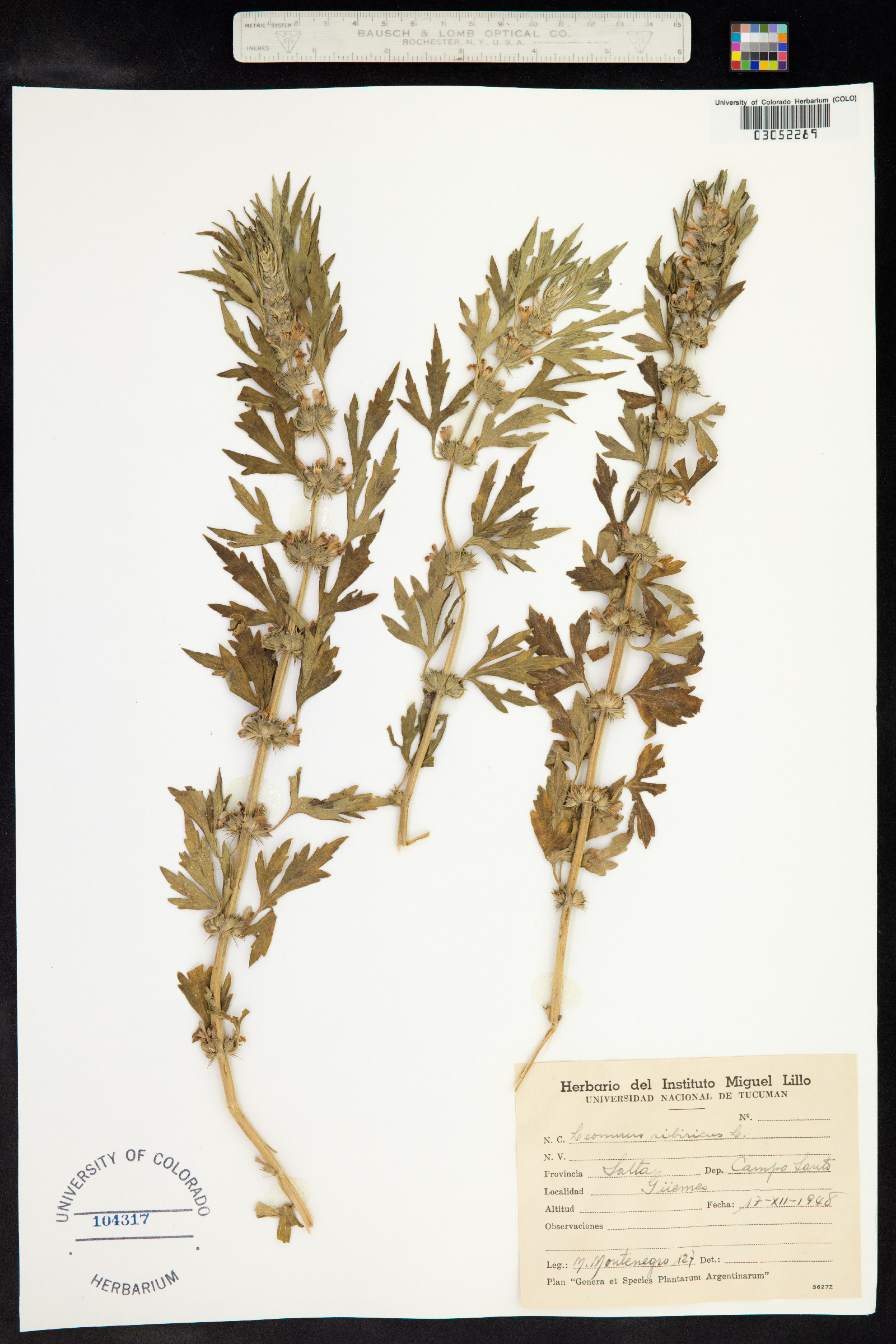 Leonurus image