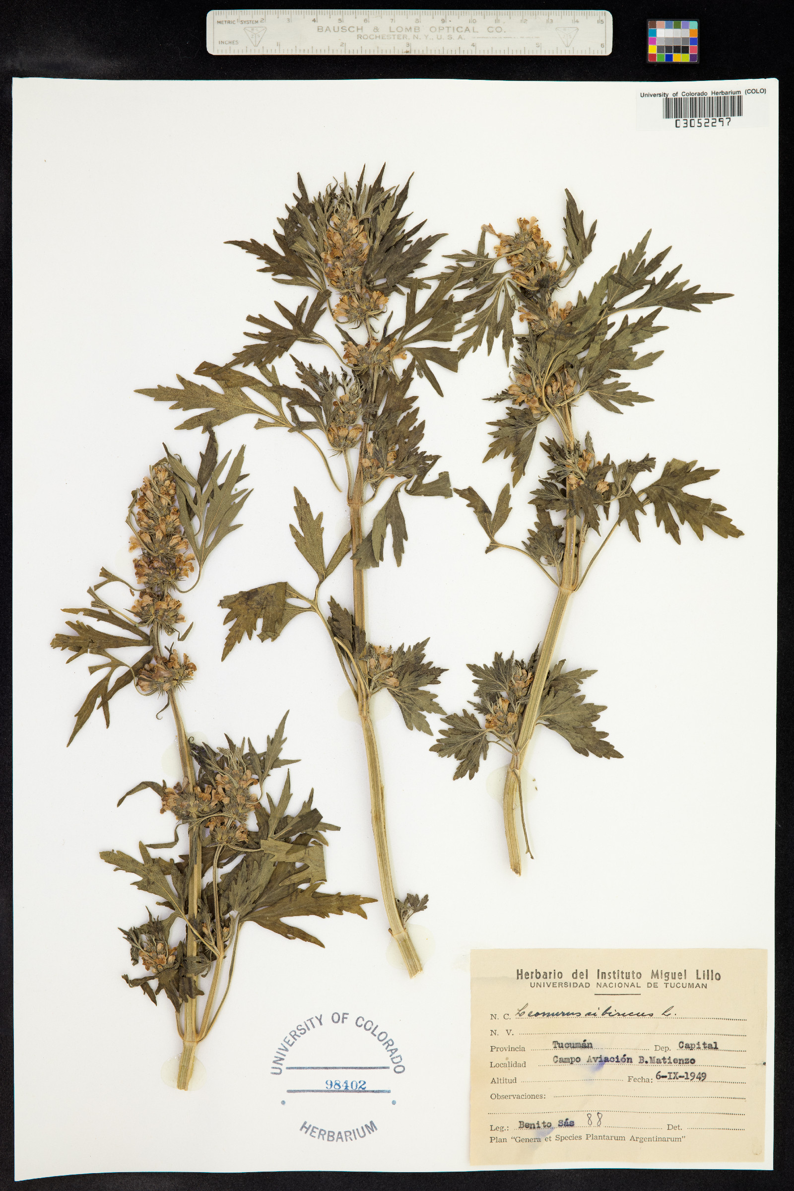 Leonurus sibiricus image