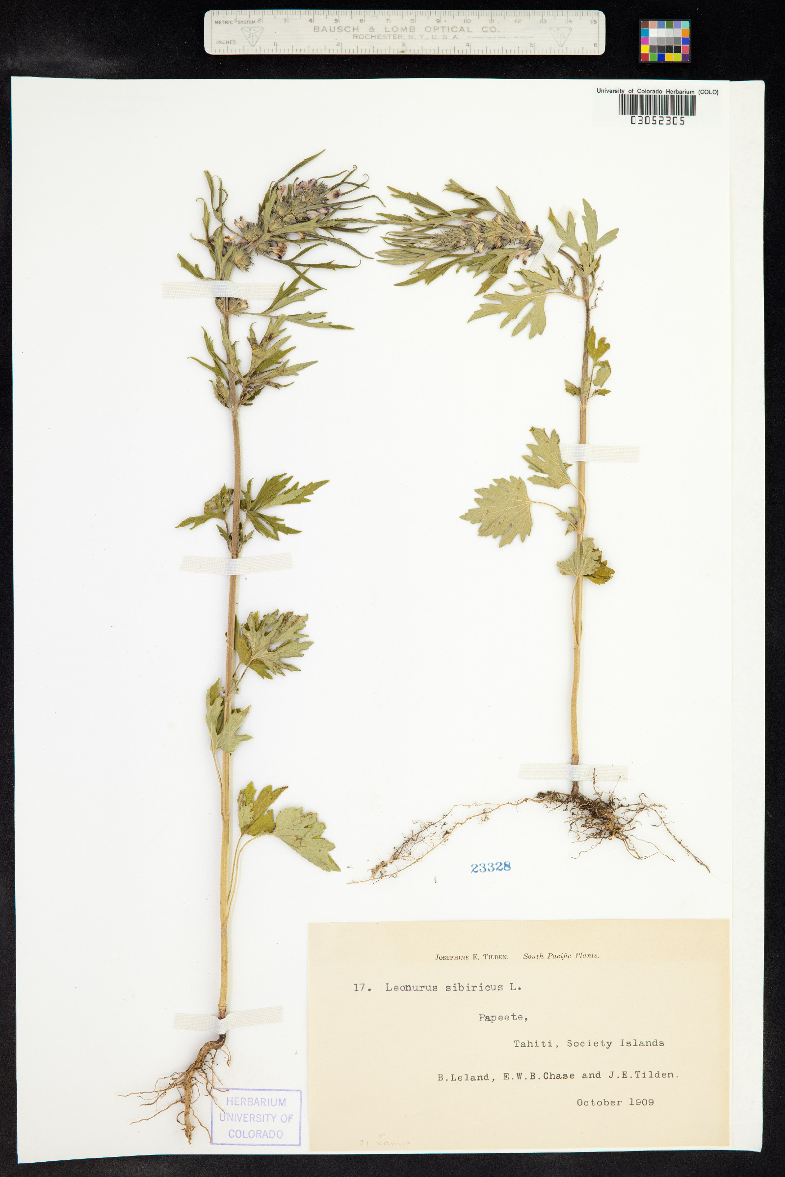 Leonurus sibiricus image