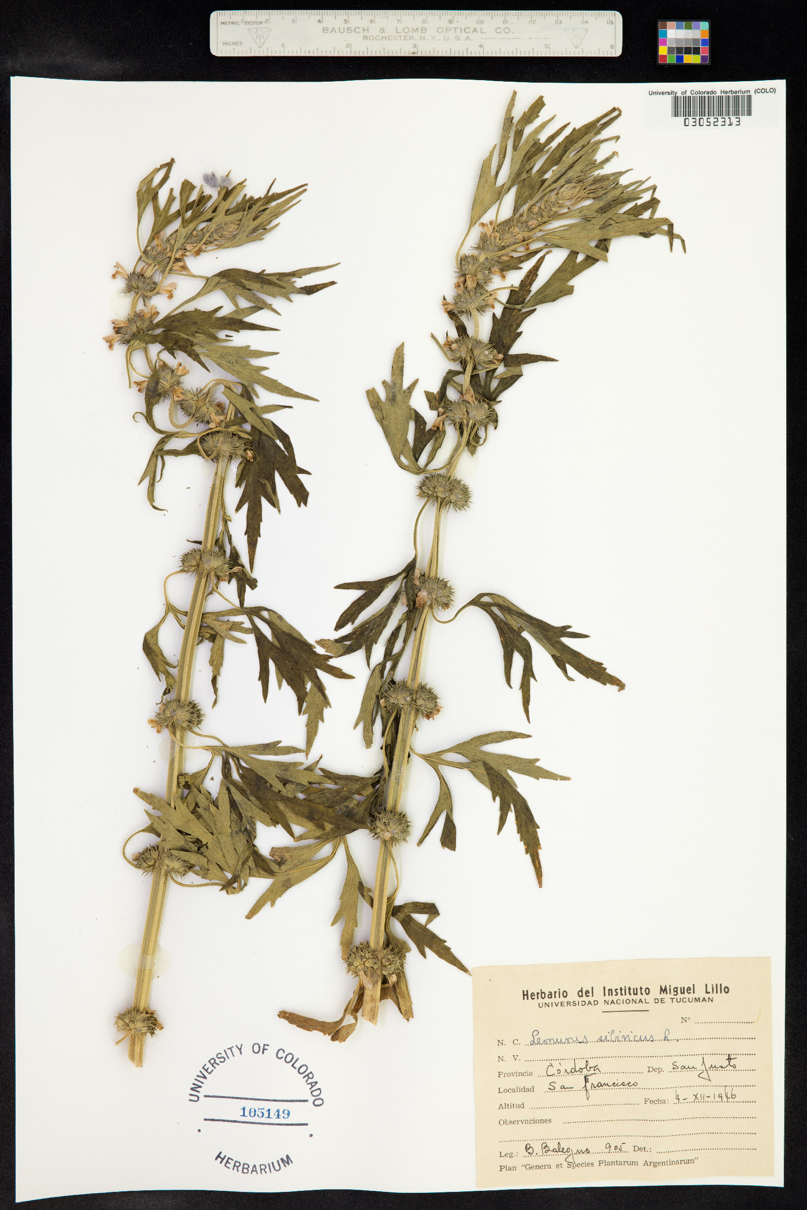 Leonurus sibiricus image