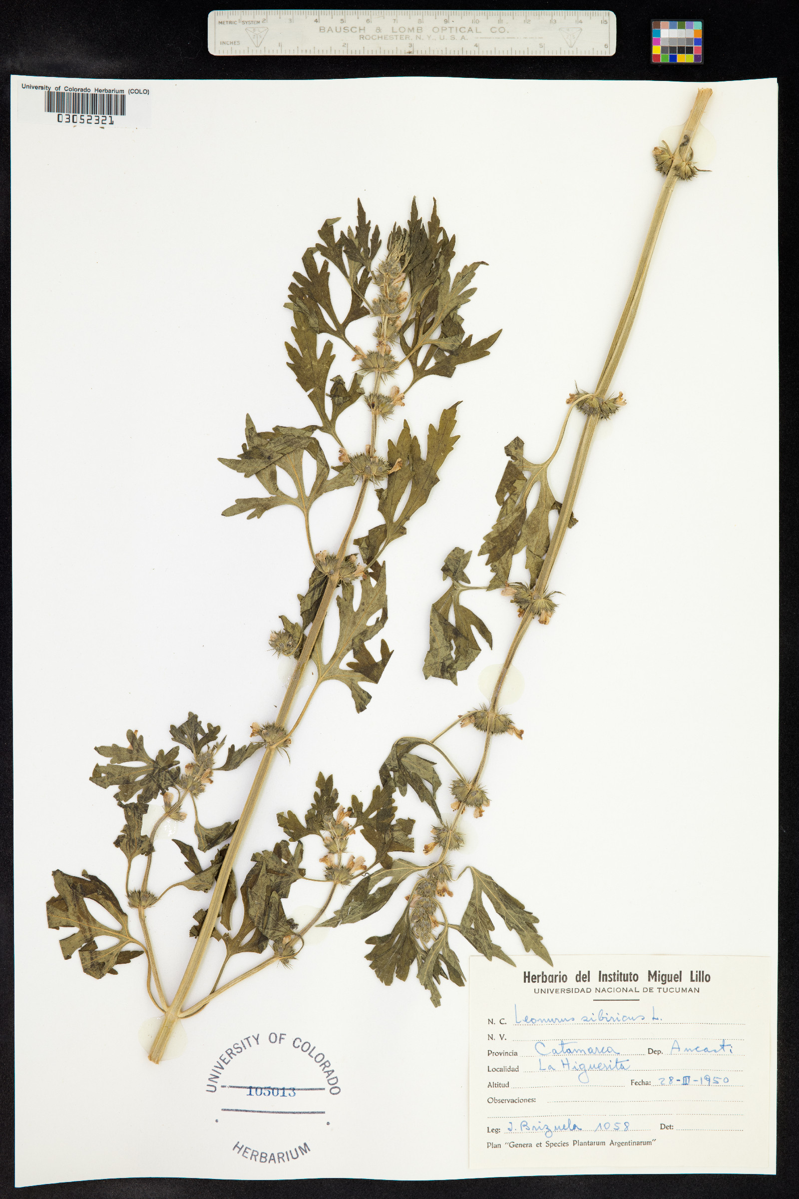 Leonurus sibiricus image