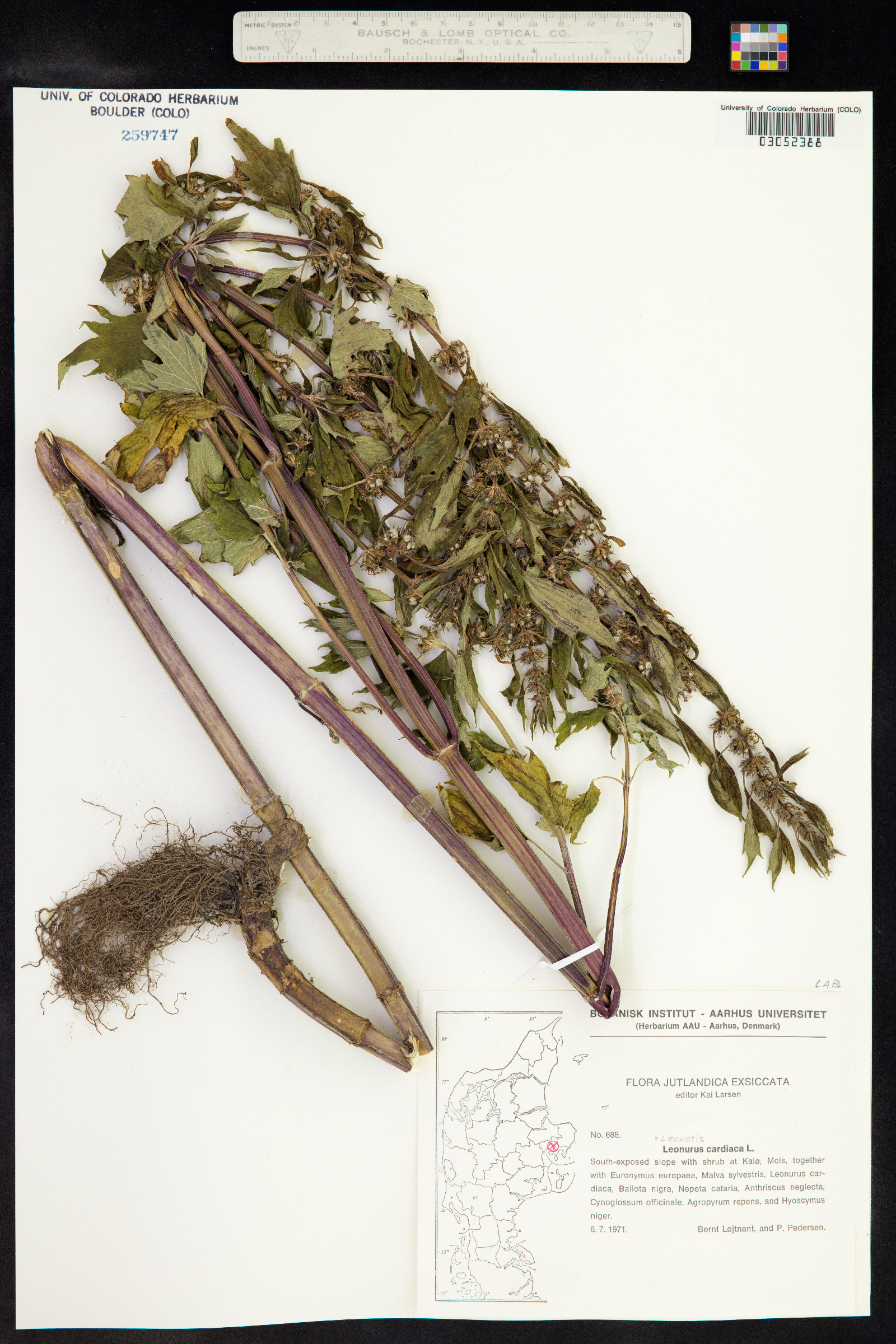 Leonurus cardiaca image