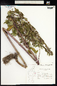 Leonurus cardiaca image
