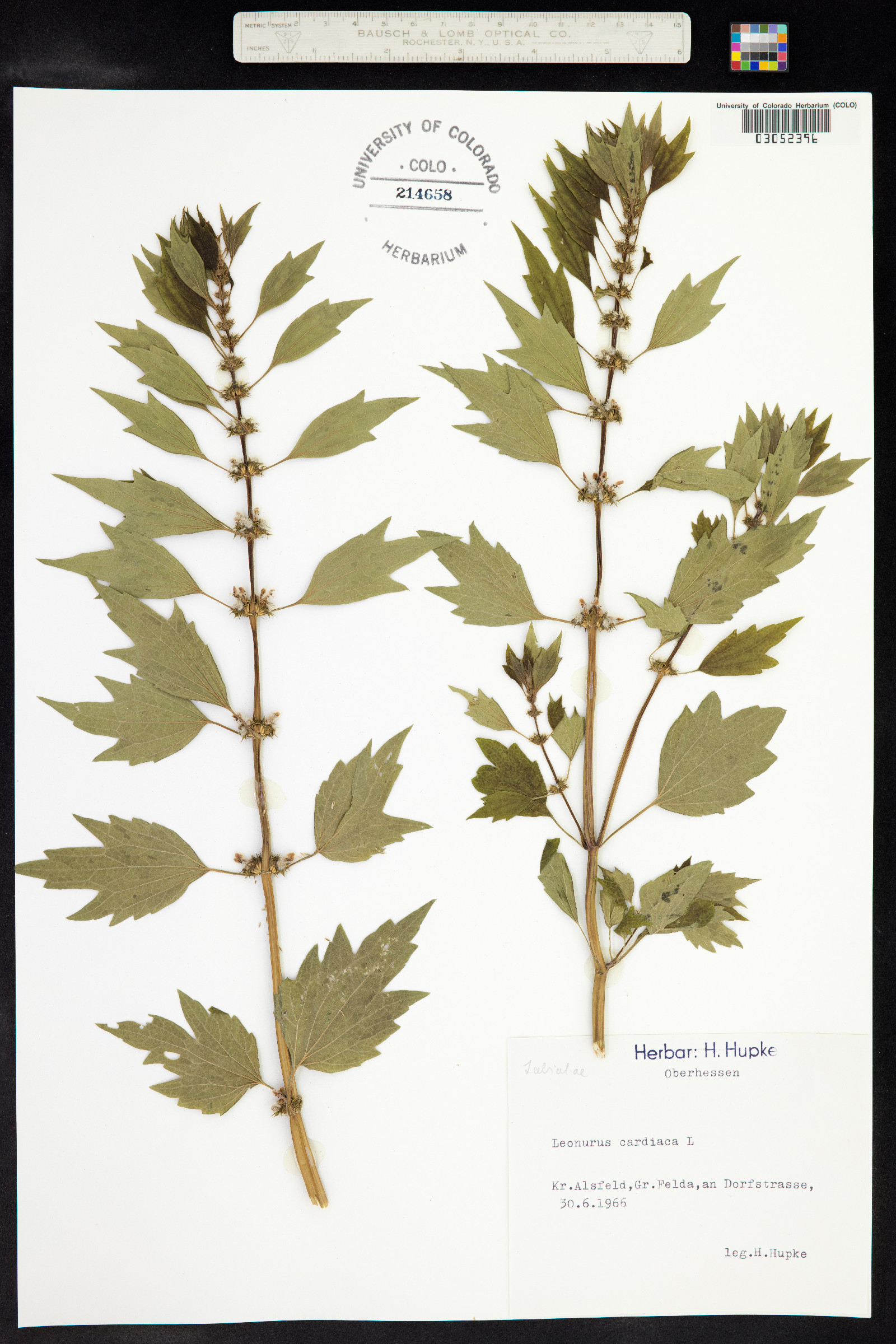 Leonurus cardiaca image