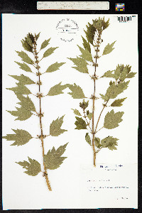 Leonurus cardiaca image