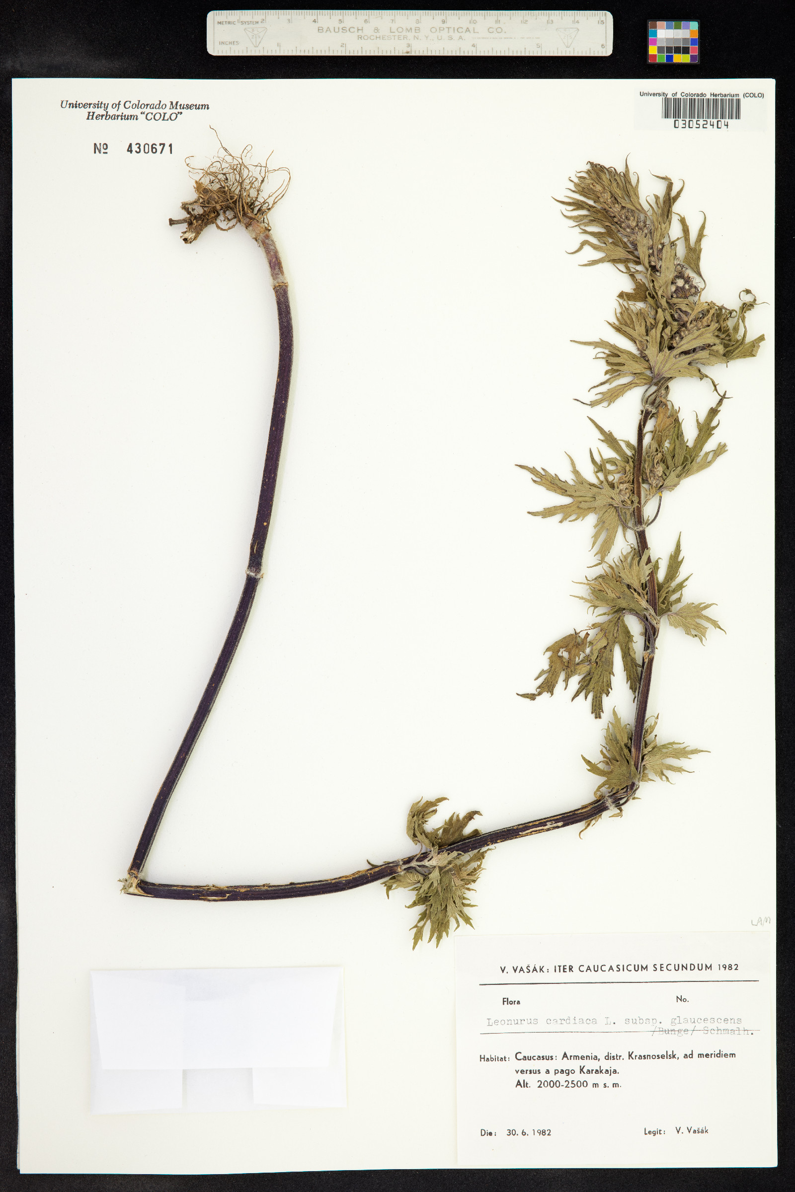 Leonurus cardiaca image
