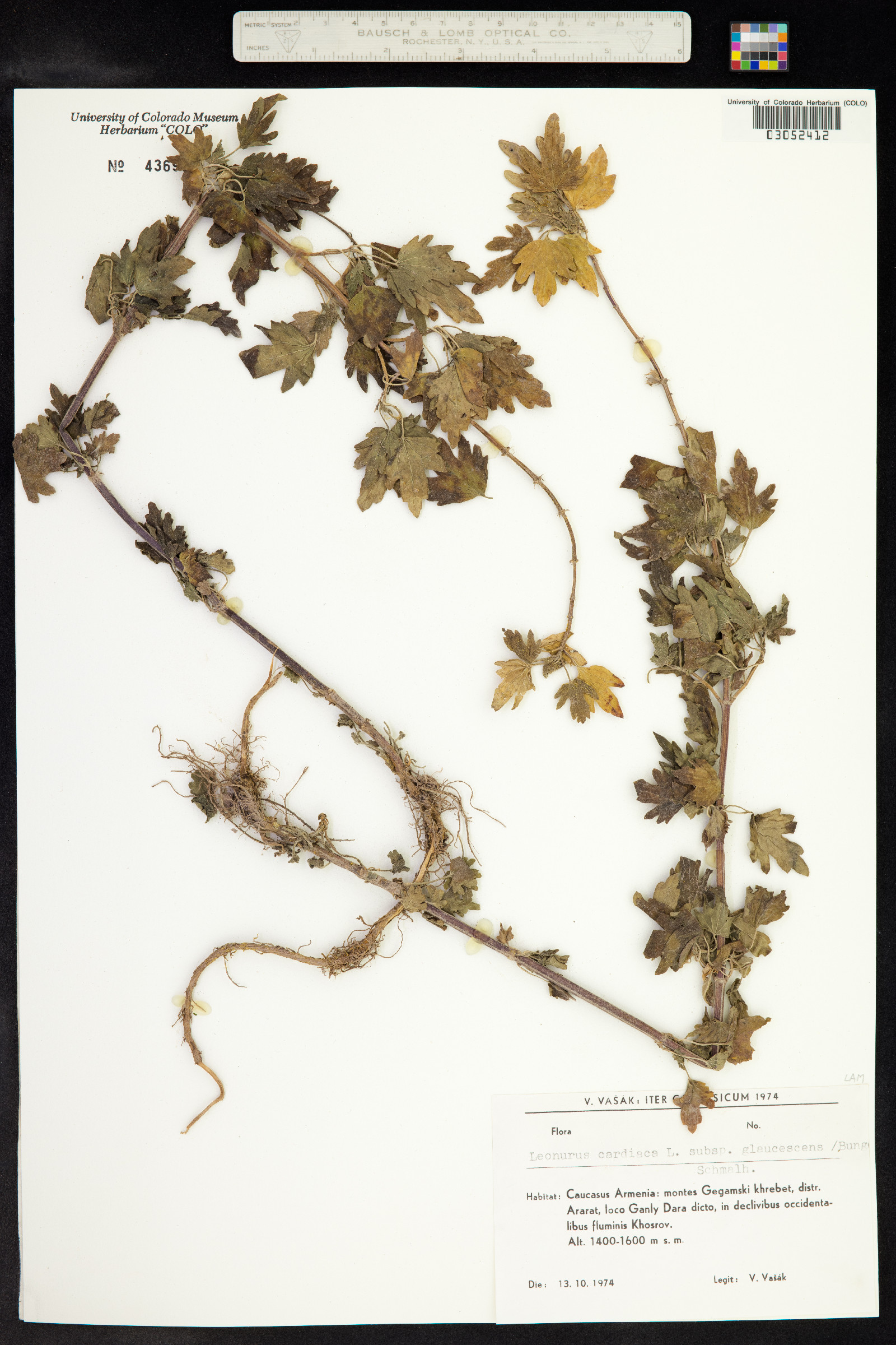 Leonurus cardiaca image