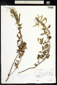 Leonurus cardiaca image