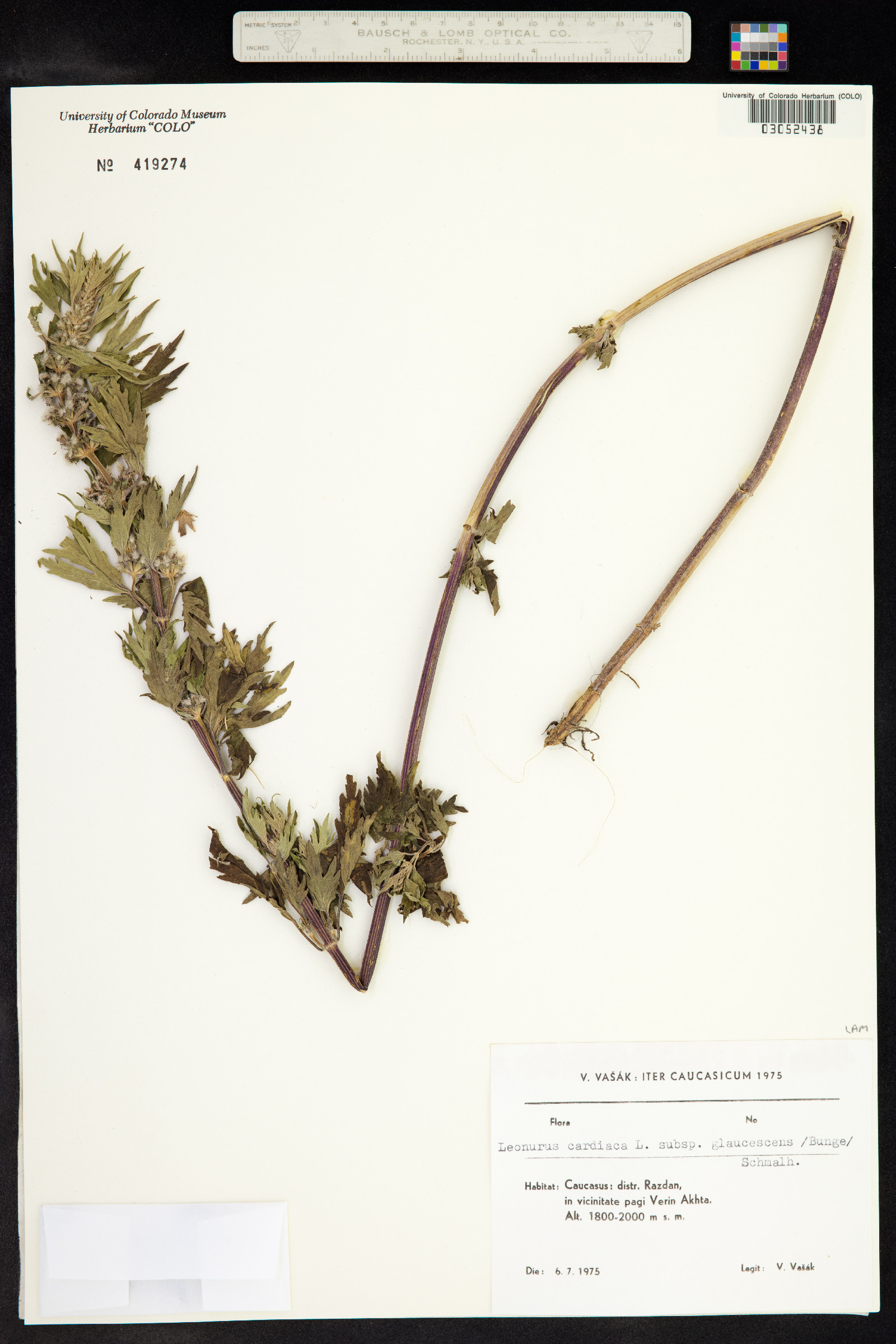 Leonurus cardiaca image