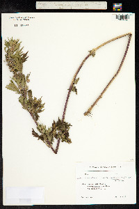 Leonurus cardiaca image