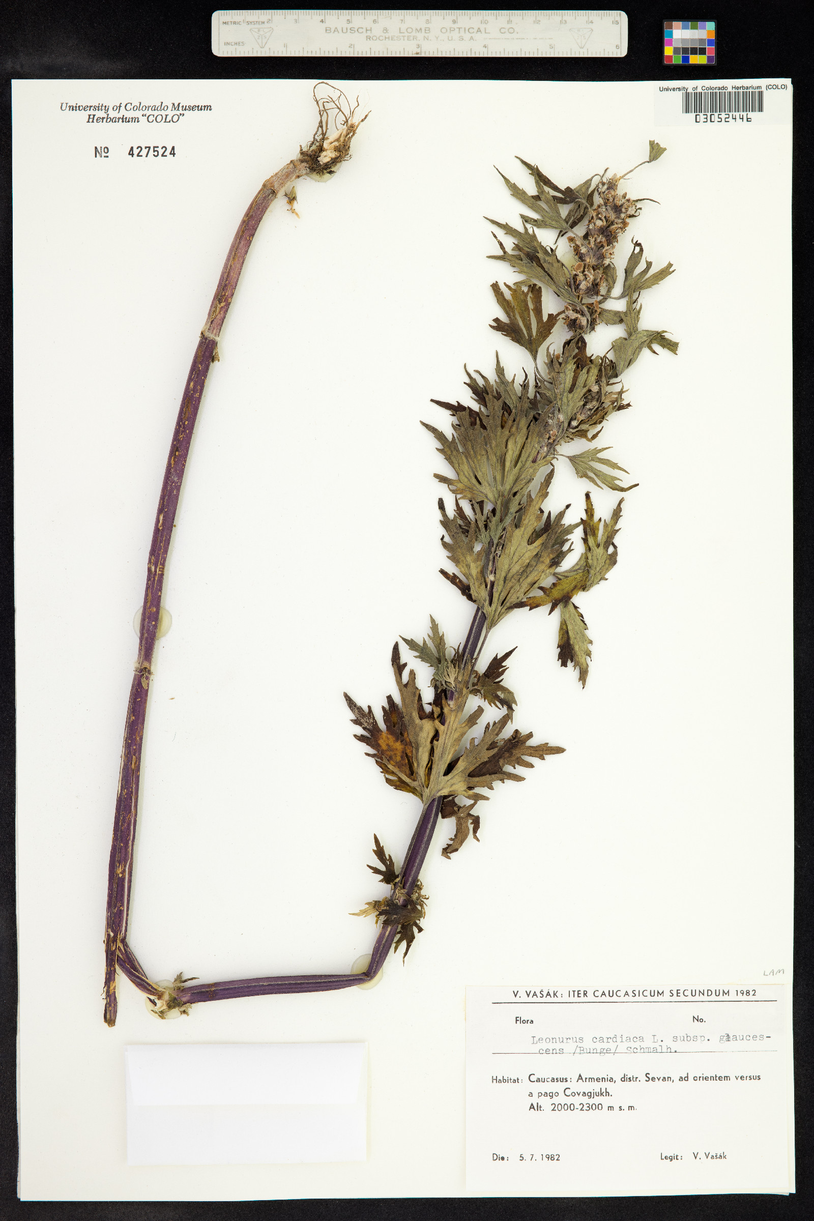 Leonurus cardiaca image