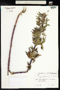 Leonurus cardiaca image