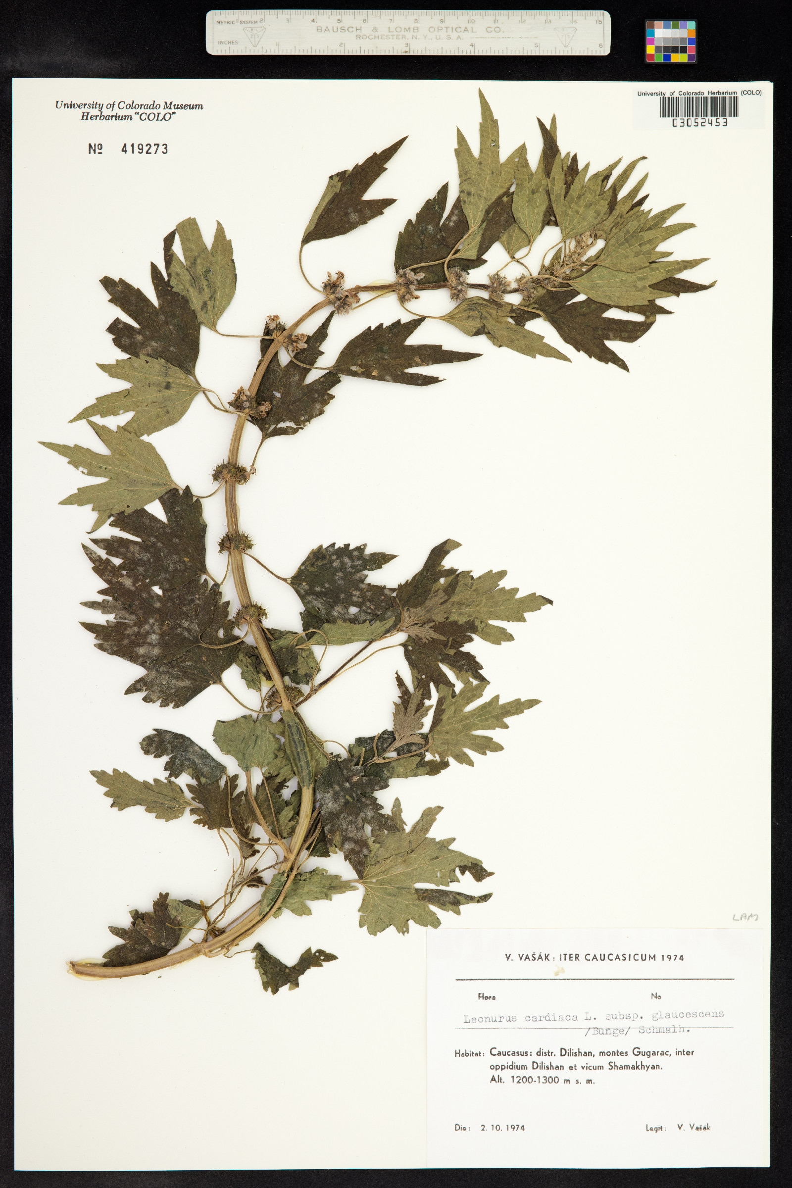 Leonurus cardiaca image