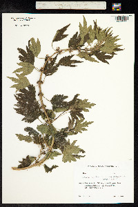 Leonurus cardiaca image