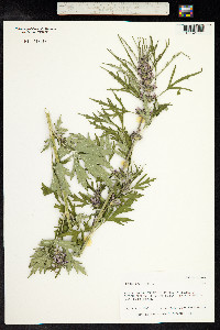 Leonurus sibiricus image