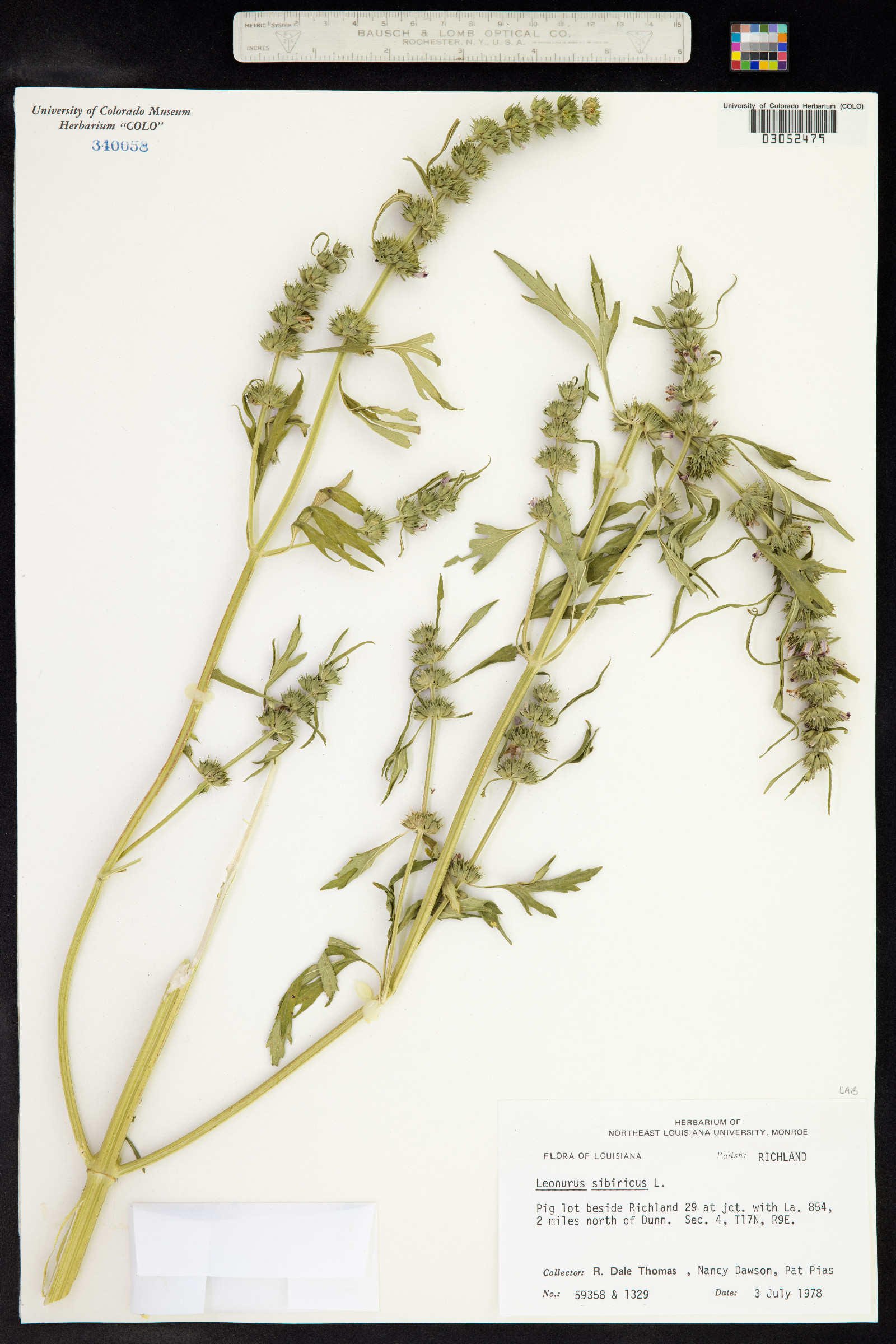 Leonurus sibiricus image