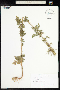 Leonurus sibiricus image
