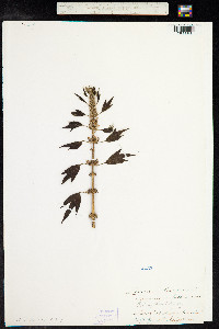 Leonurus cardiaca image