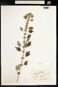 Leonurus cardiaca image