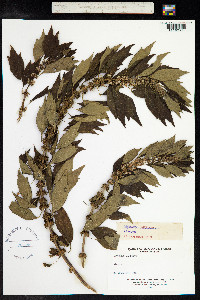 Leonurus cardiaca image