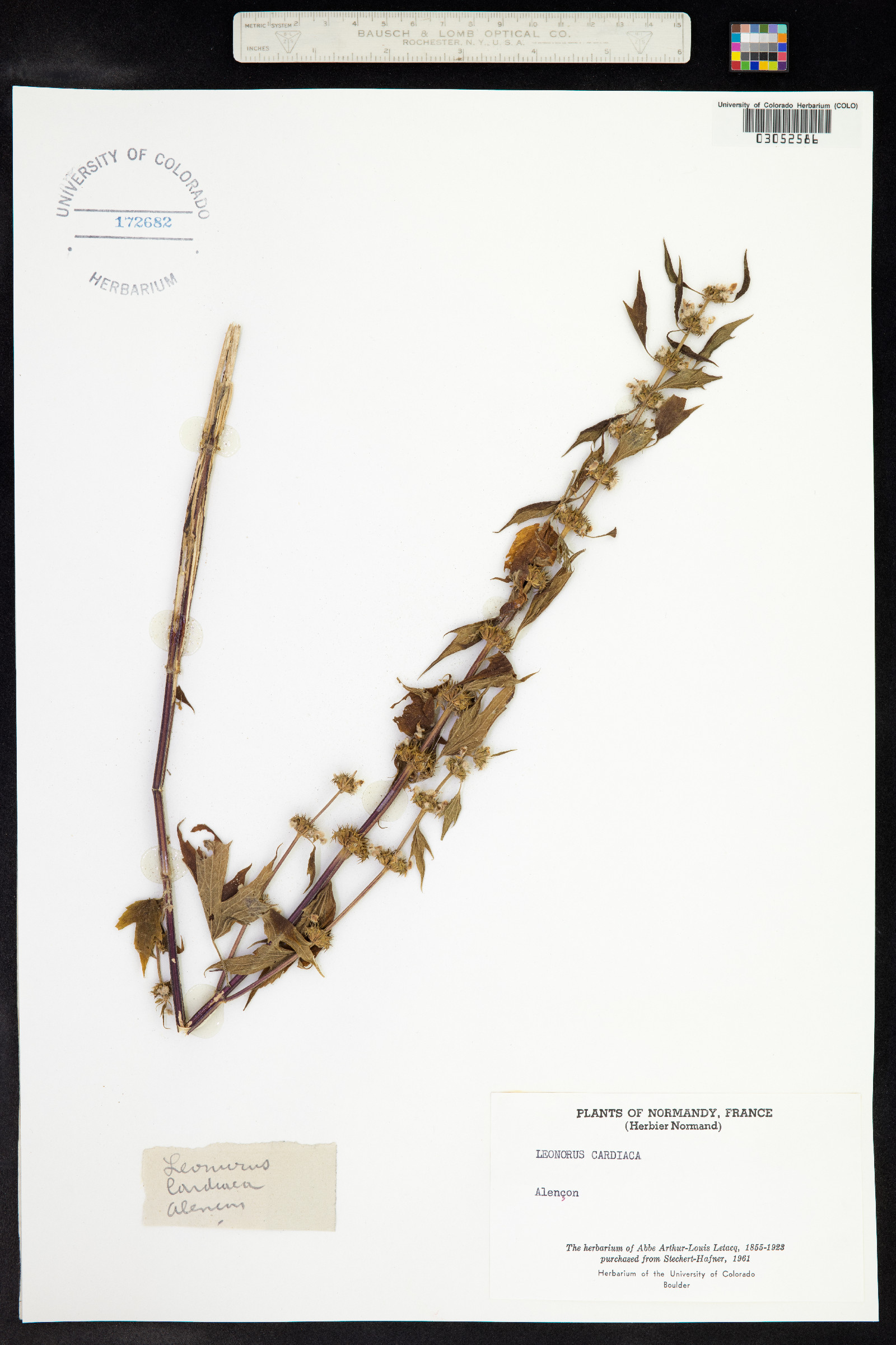 Leonurus cardiaca image