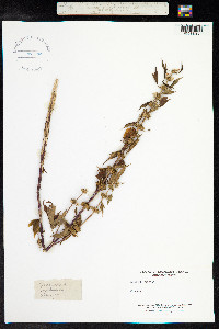 Leonurus cardiaca image