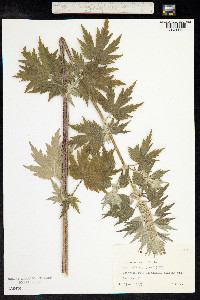 Leonurus cardiaca image