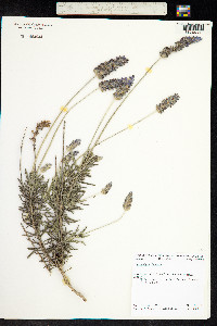 Lavandula dentata image