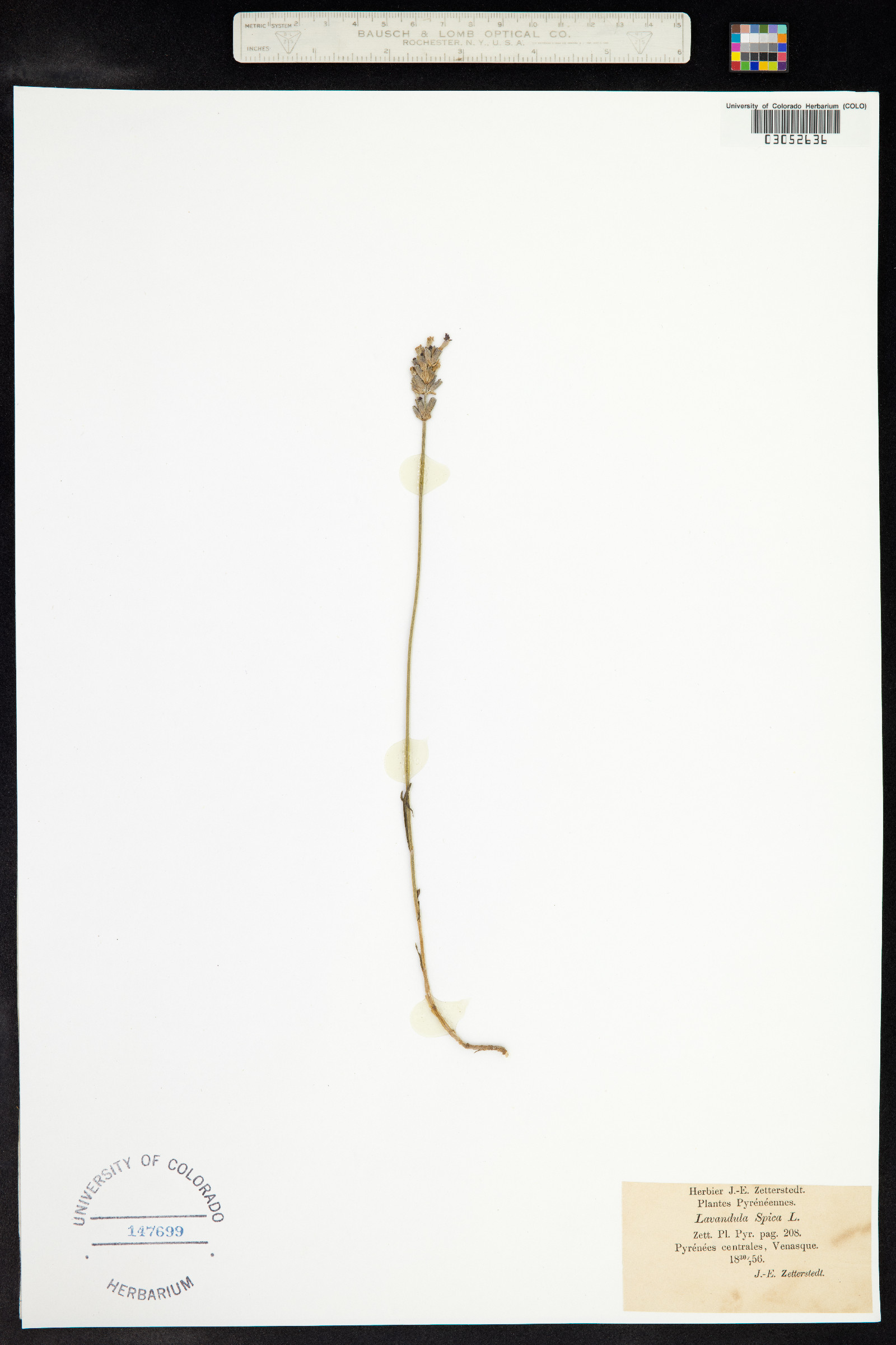 Lavandula angustifolia image
