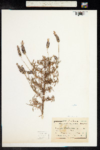 Lavandula pedunculata image