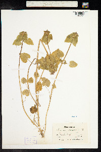 Lamium purpureum image