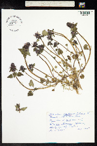 Lamium purpureum image