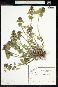 Lamium purpureum image